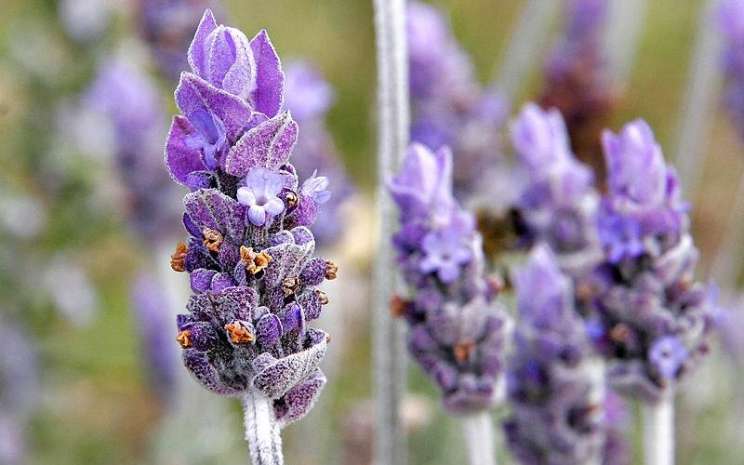 Bunga Lavender