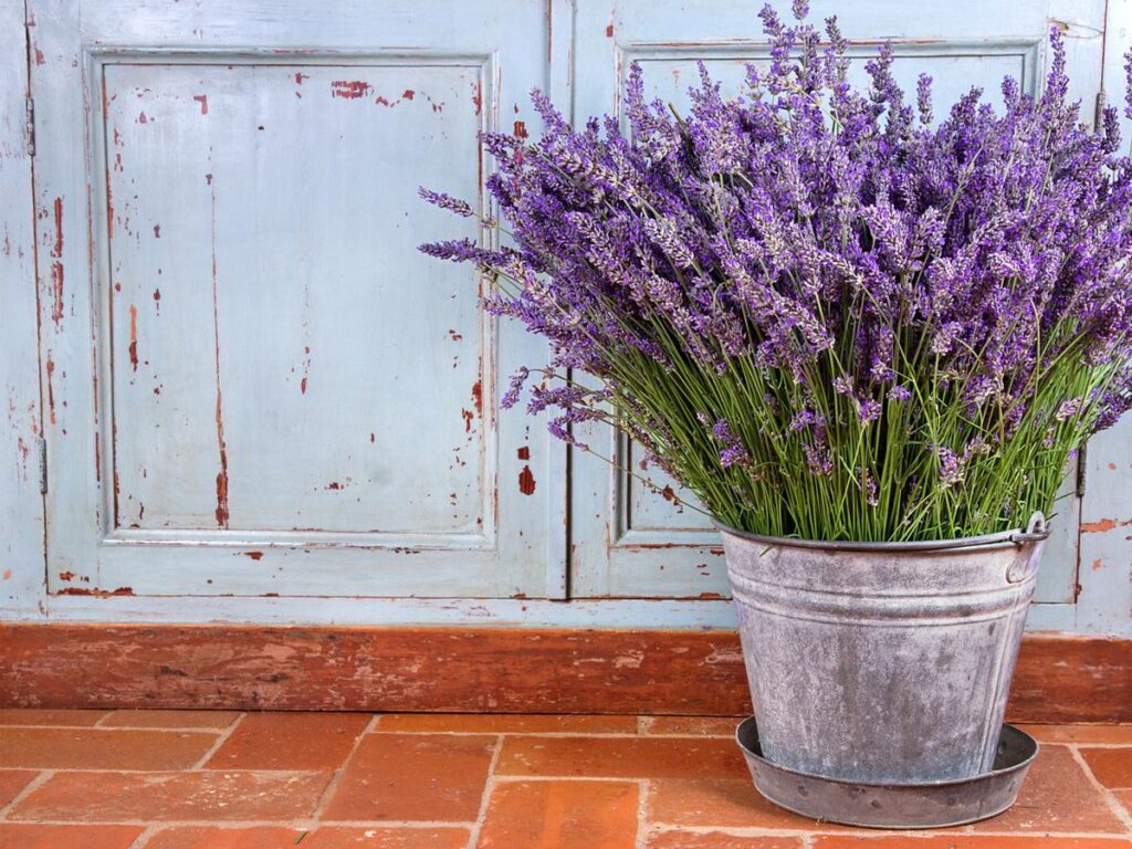 Cara Menanam Bunga Lavender