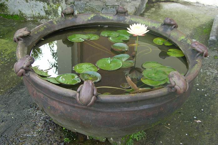 Cara Menanam Bunga Lotus