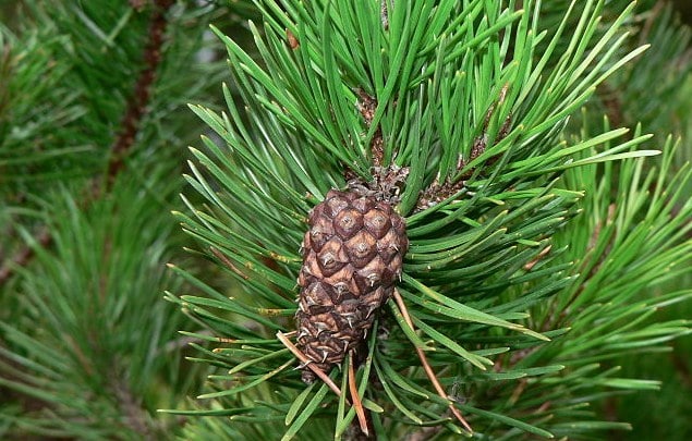 Cara Menanam Pohon Pinus