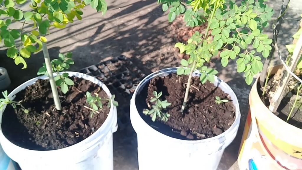 Cara Merawat Kelor di Pot