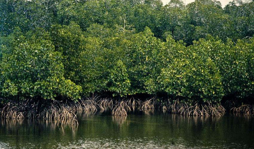 Jenis-Jenis Pohon Mangrove