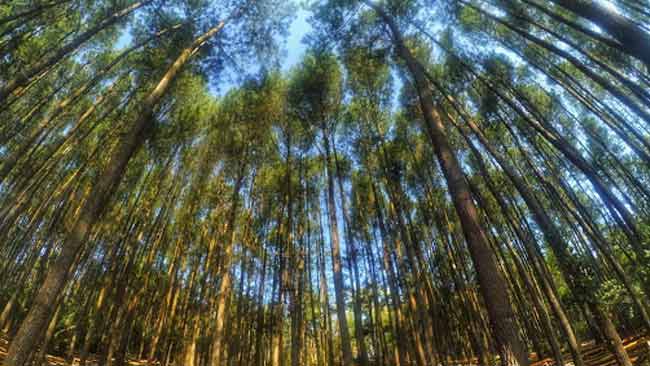 Jenis-Jenis Pohon Pinus