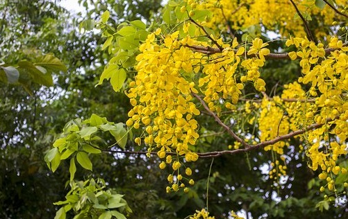 Jenis-Jenis pohon trengguli
