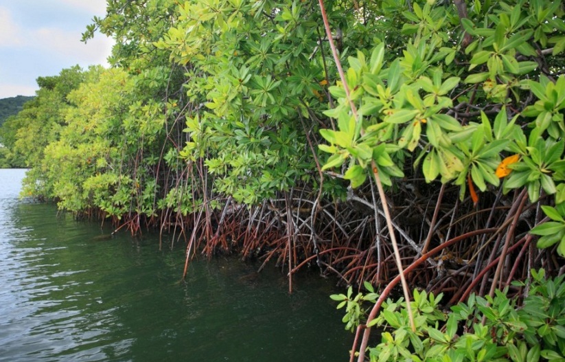 Manfaat Pohon Mangrove