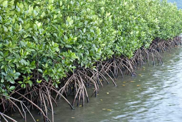 Pohon Mangrove