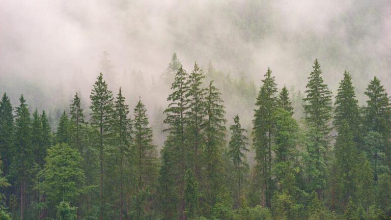 Pohon Pinus