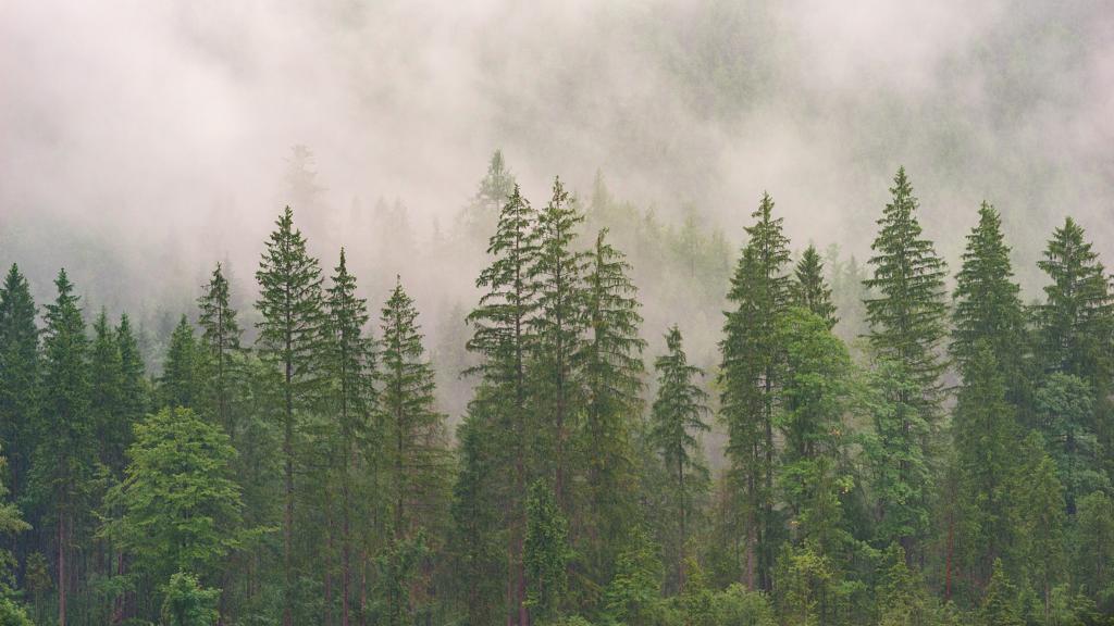 Pohon Pinus