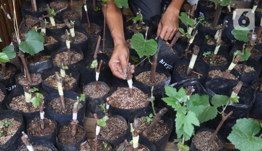 bibit buah Anggur