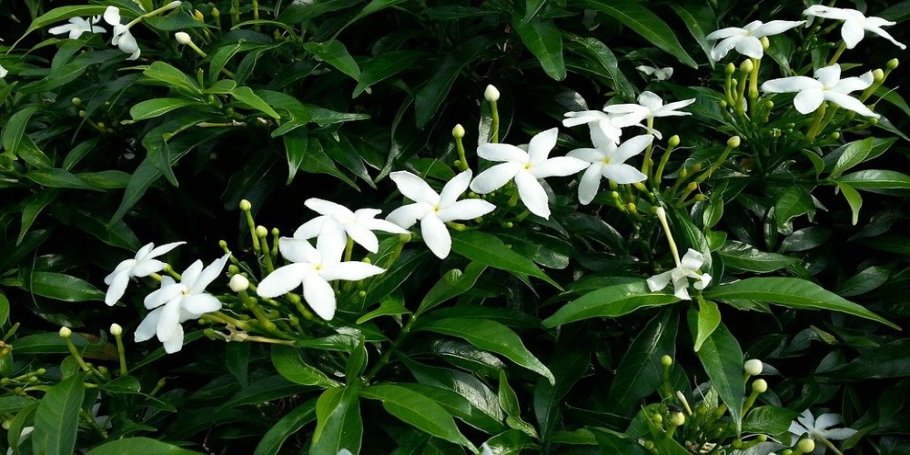 Jenis – jenis Melati