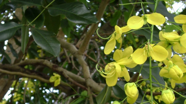 pohon trengguli