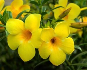 Bunga Alamanda