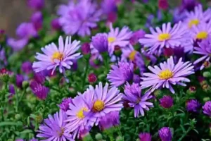 Bunga Aster