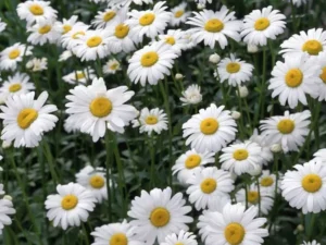 Bunga Chamomile