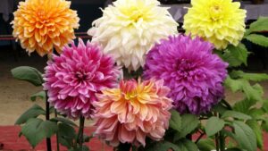 Bunga Dahlia