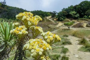 Bunga Edelweiss