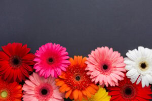 Bunga Gerbera