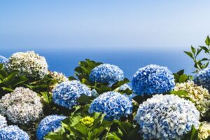 Bunga Hydrangea