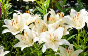 Bunga Lily