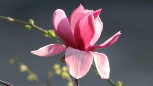 Bunga Magnolia