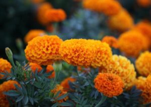 Bunga Marigold