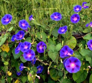 Bunga Morning Glory