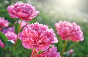 Bunga Peony