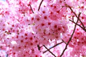 Bunga Sakura