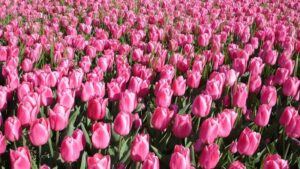 Bunga Tulip