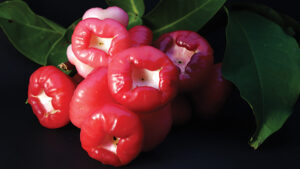 Jambu Air