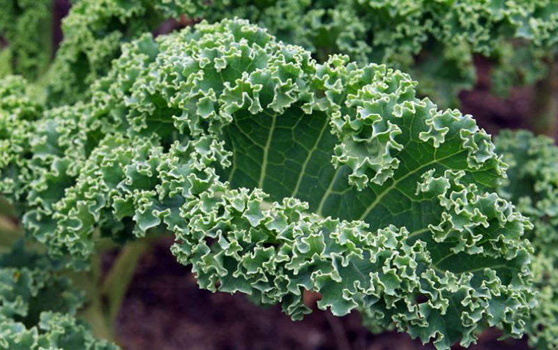 Jenis Jenis Kale