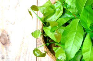 Sayuran Daun Melinjo