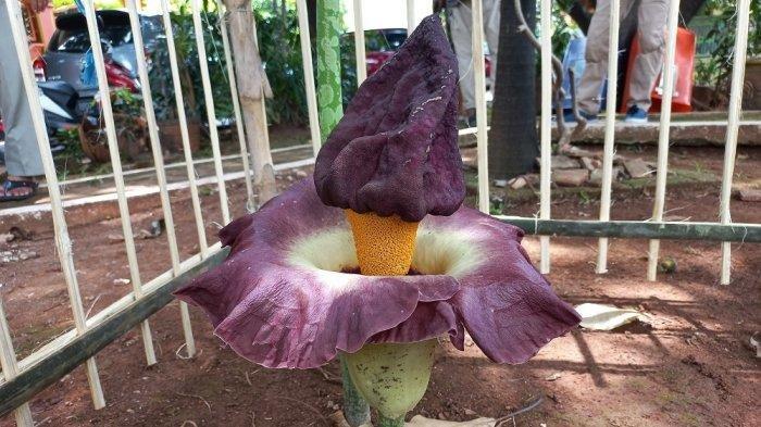 bunga bangkai