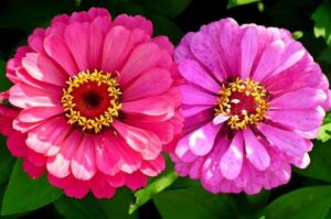 Apa Itu Bunga Zinnia?