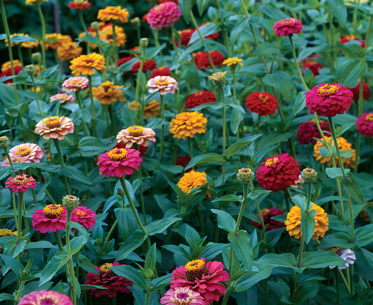 Bunga Zinnia