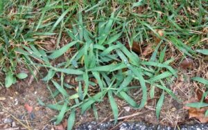 Crabgrass
