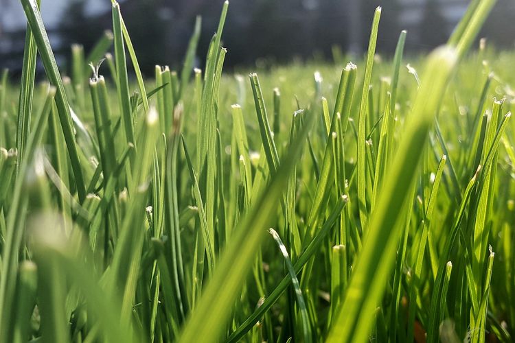 Jenis-Jenis Rumput Liar dan Gambarnya Detail