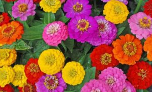 Jenis-jenis Bunga Zinnia