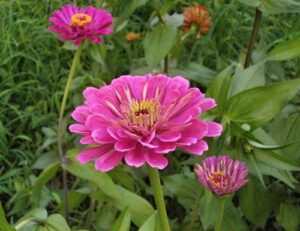 Manfaat Bunga Zinnia di Taman Anda
