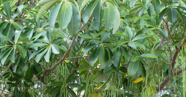 Pohon Pule Liar