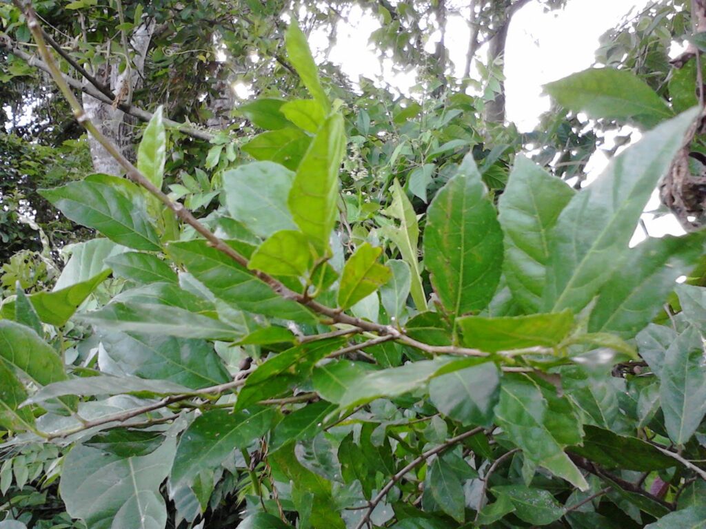 Pohon Serut di Alam Liar
