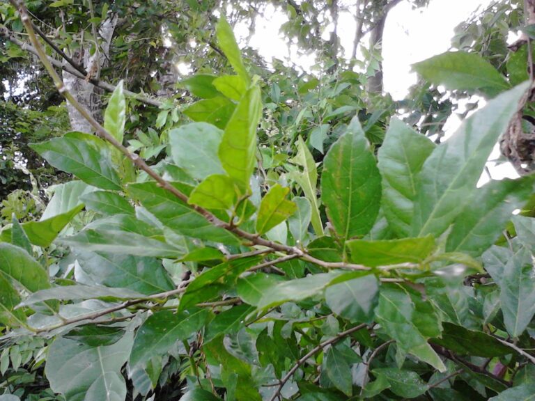 Pohon Serut di Alam Liar