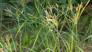 Rumput Teki