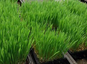 Wheatgrass