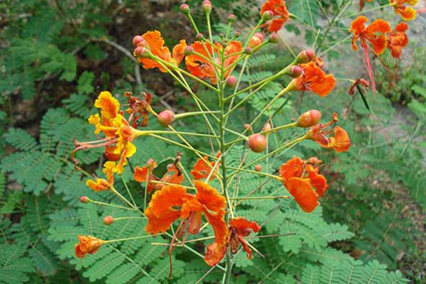 bunga merak